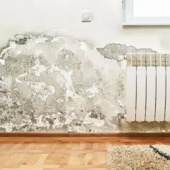 Mancha de moho en pared, un problema que requiere solución para quitar moho pared definitivamente.