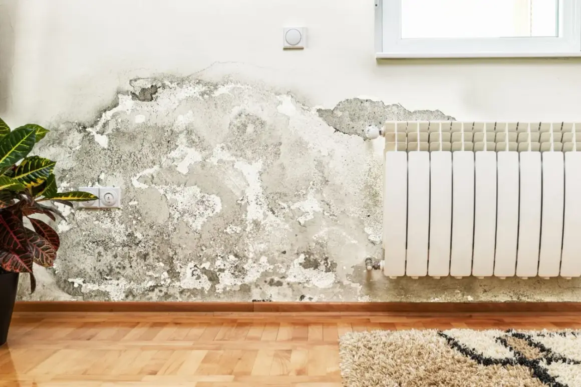 Mancha de moho en pared, un problema que requiere solución para quitar moho pared definitivamente.