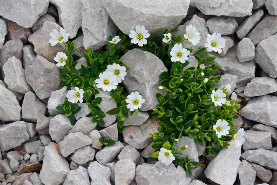 Pequeñas flores blancas brotan entre las piedras blancas, creando un contraste delicado.