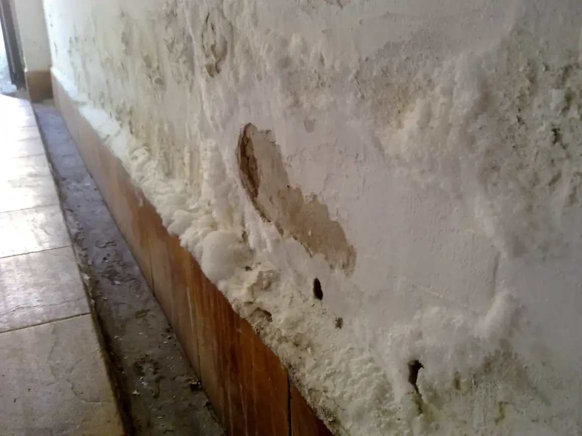 Pared con eflorescencias salinas y desconchones, indicativo de humedad por capilaridad. Se busca el mejor sistema para quitar humedades por capilaridad.