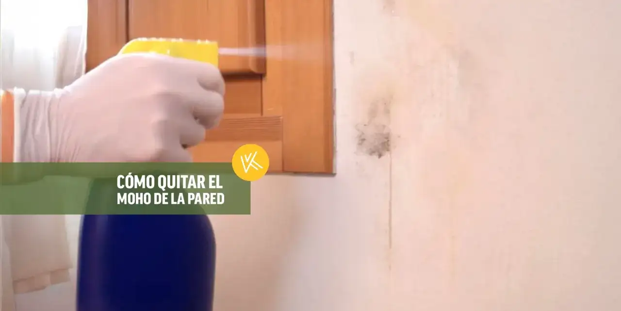 Moho en la pared - cómo quitarlo y evitar que vuelva