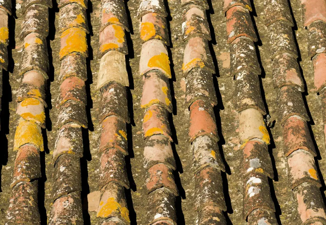 Tejas de barro con musgo y liquen, listas para impermeabilizar tejado de tejas y protegerlo de la humedad.